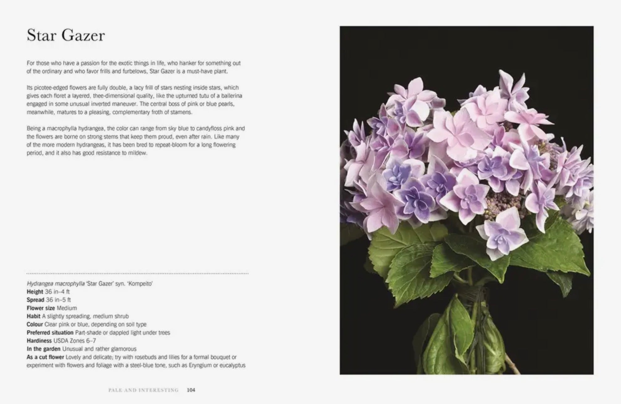 Hydrangeas: Beautiful Varieties for Home and Garden