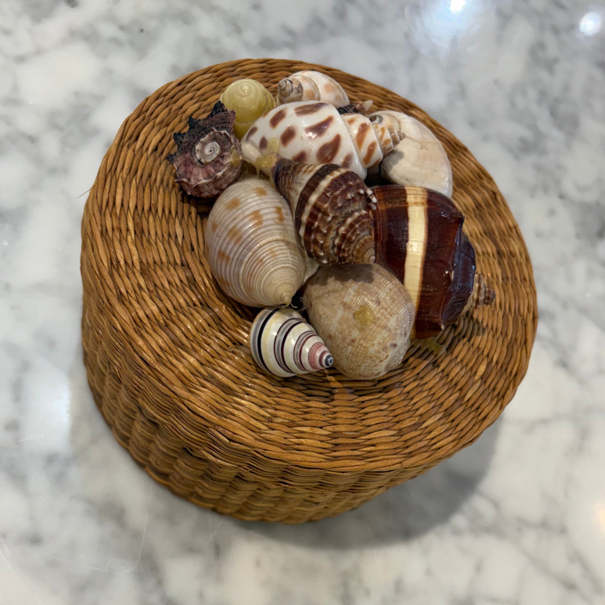 Vintage Shell Box