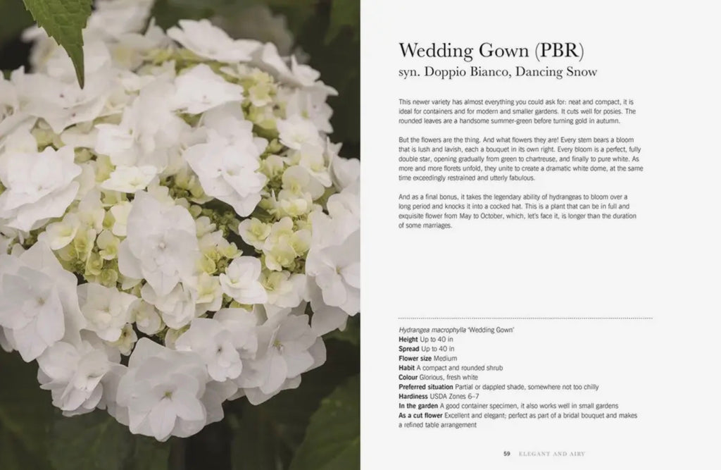 Hydrangeas: Beautiful Varieties for Home and Garden