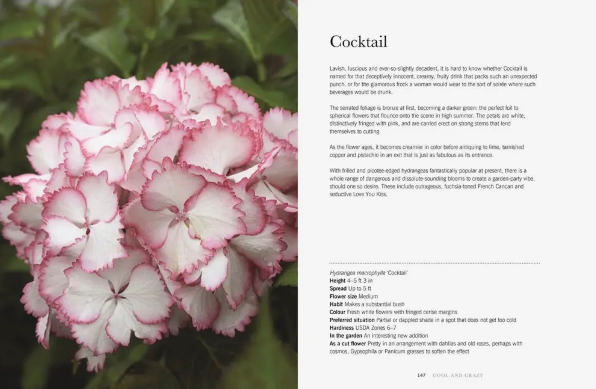 Hydrangeas: Beautiful Varieties for Home and Garden