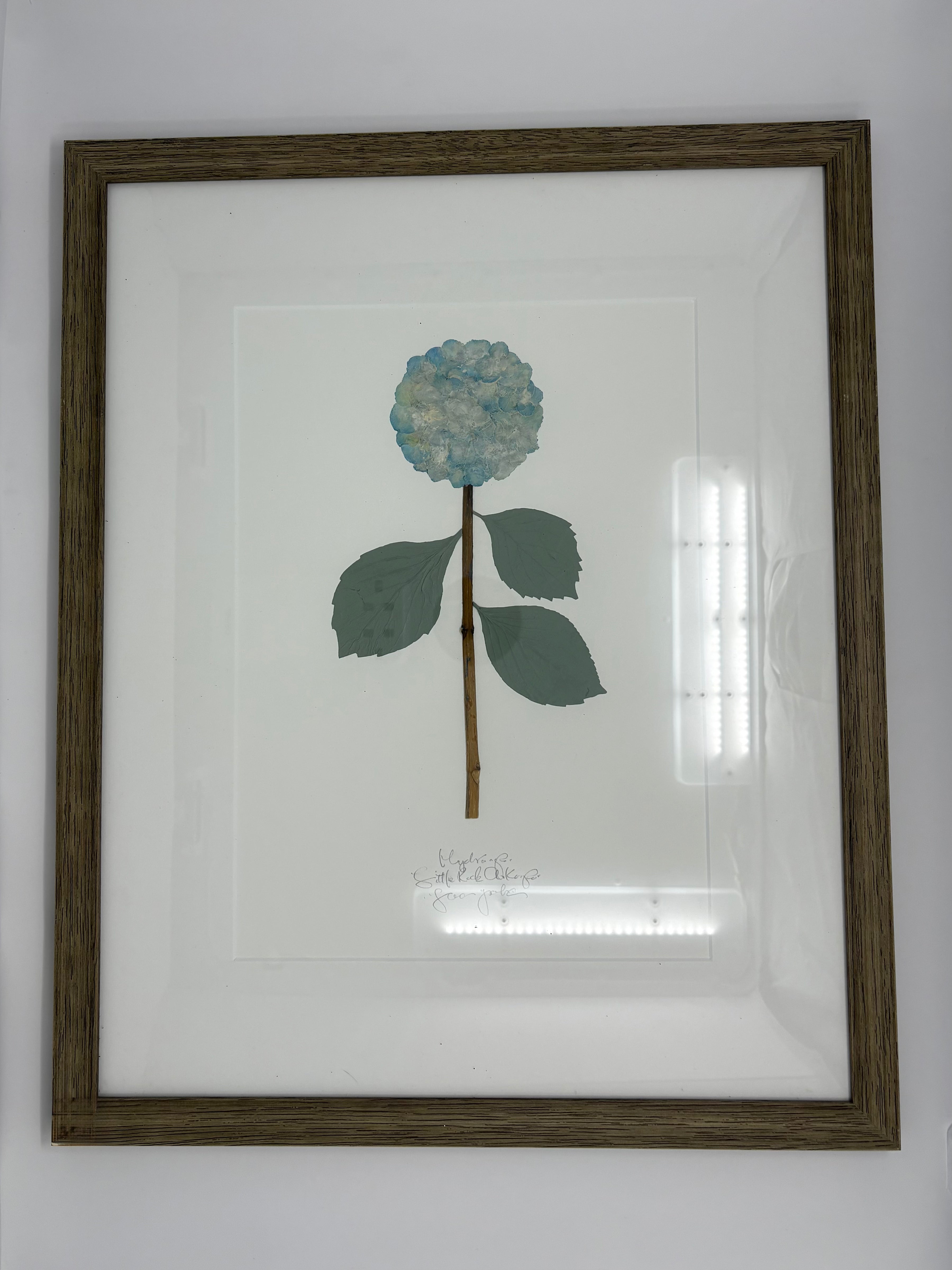 Pair of Dried Pressed Hydrangea Art 