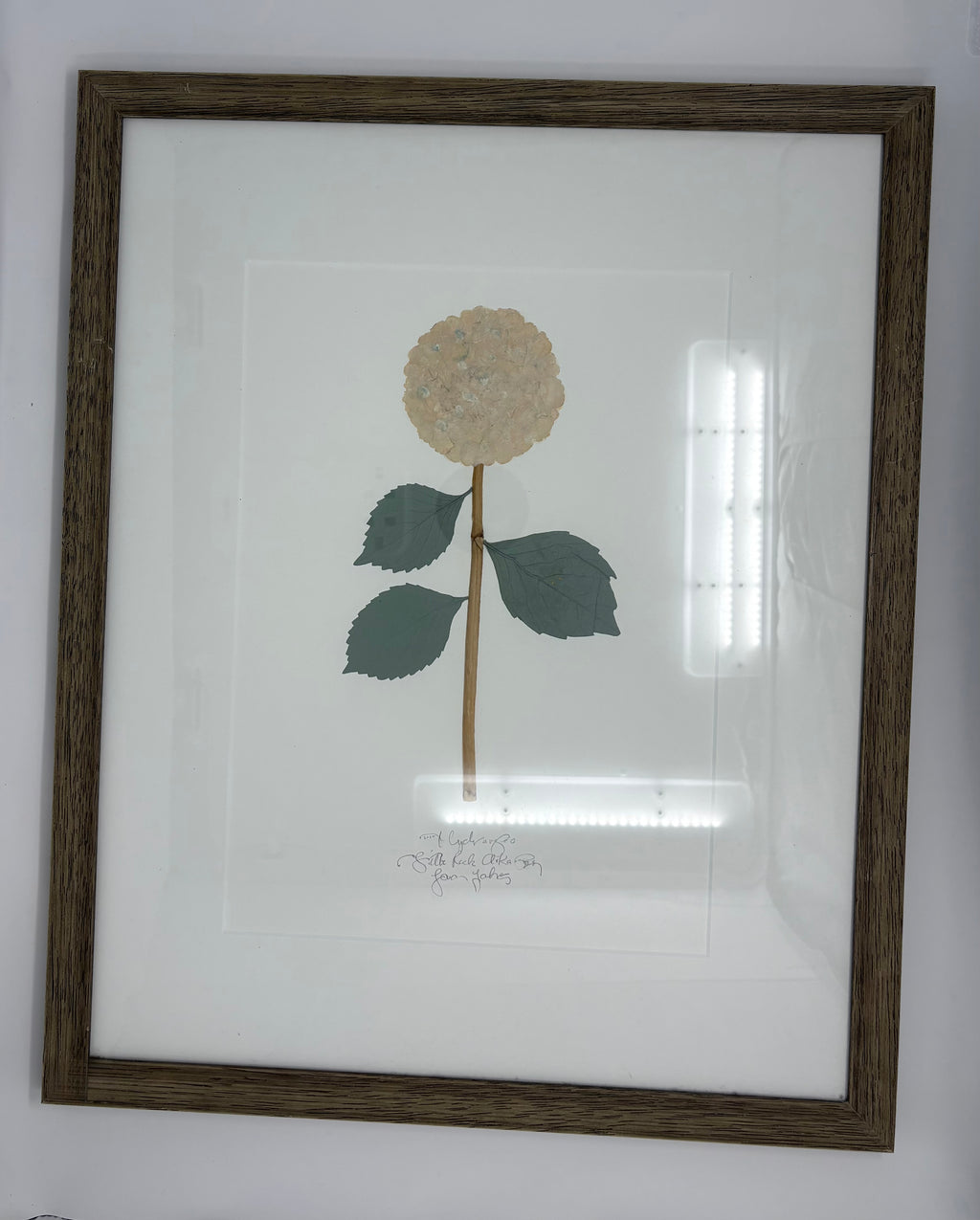 Pair of Dried Pressed Hydrangea Art 2