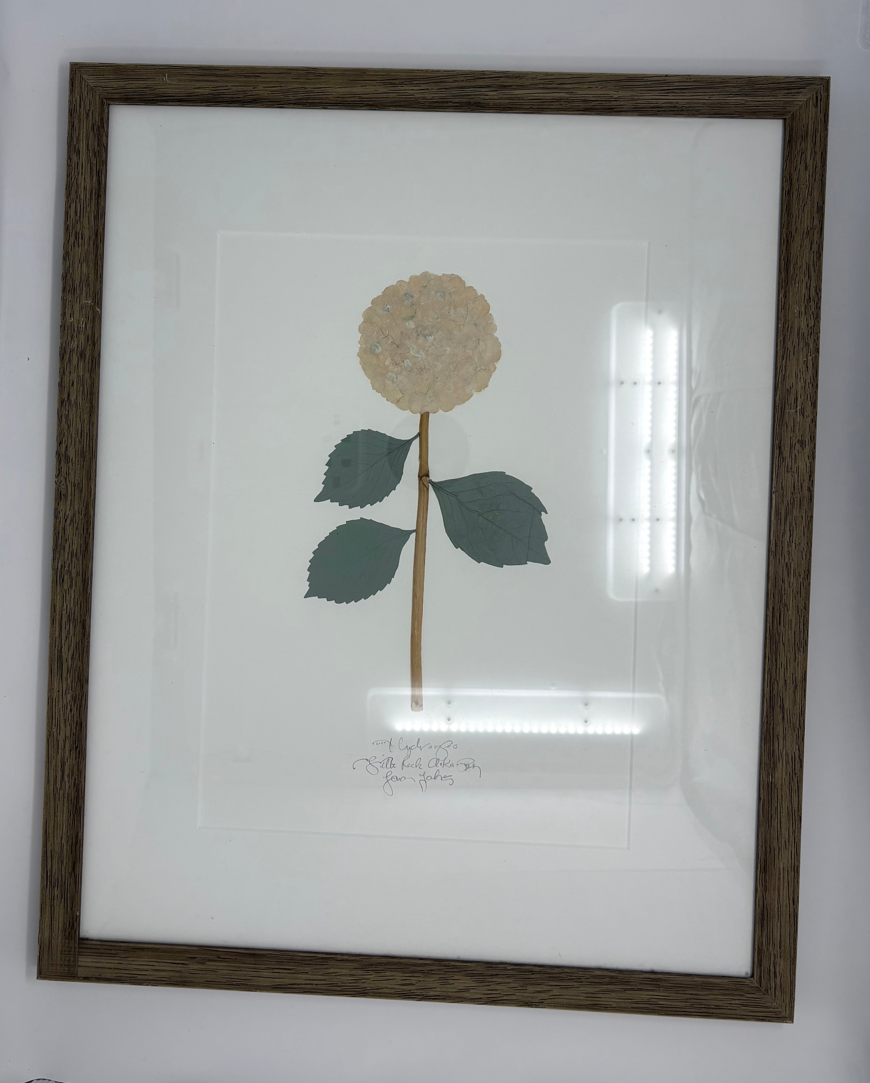 Pair of Dried Pressed Hydrangea Art 2